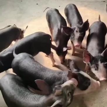 巴克夏种公猪母猪