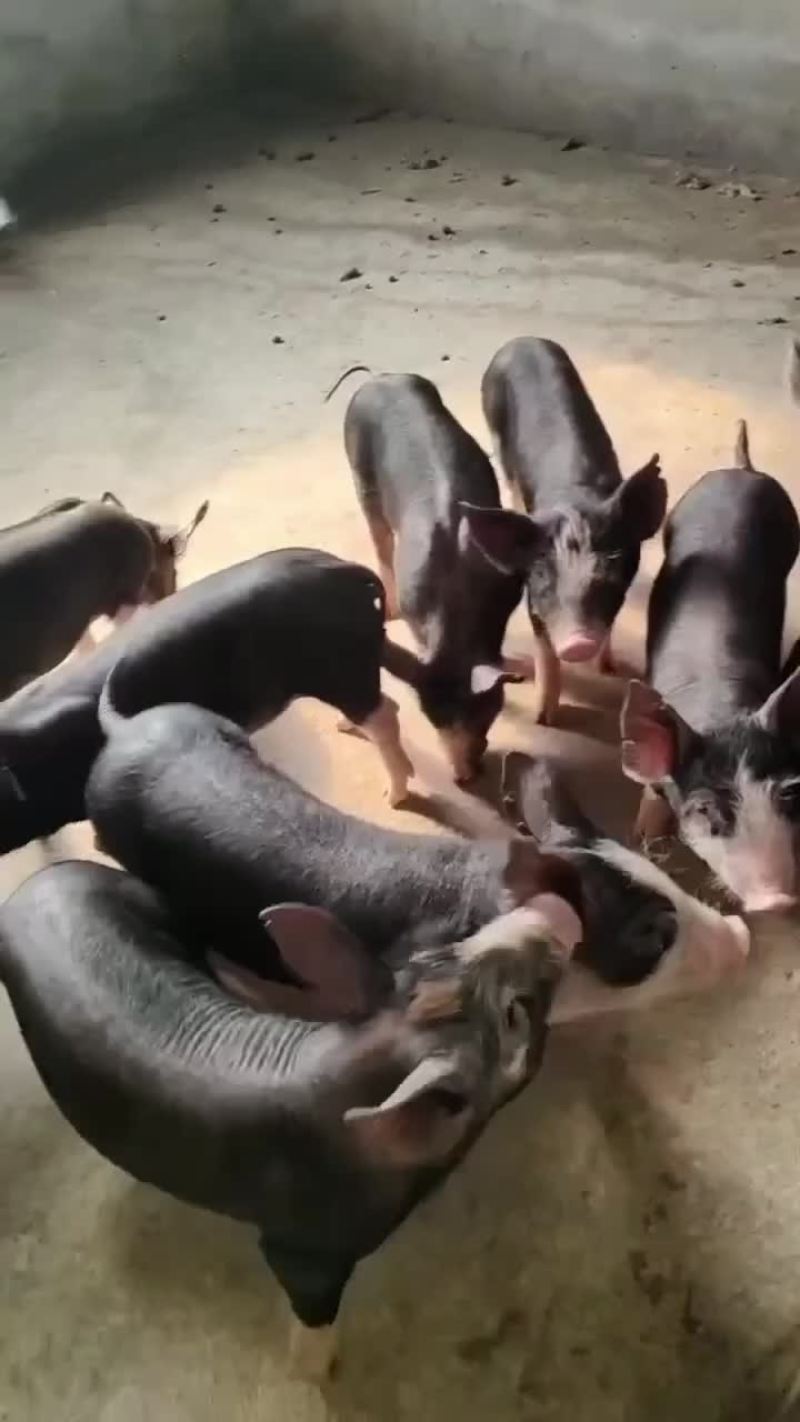 巴克夏种公猪母猪