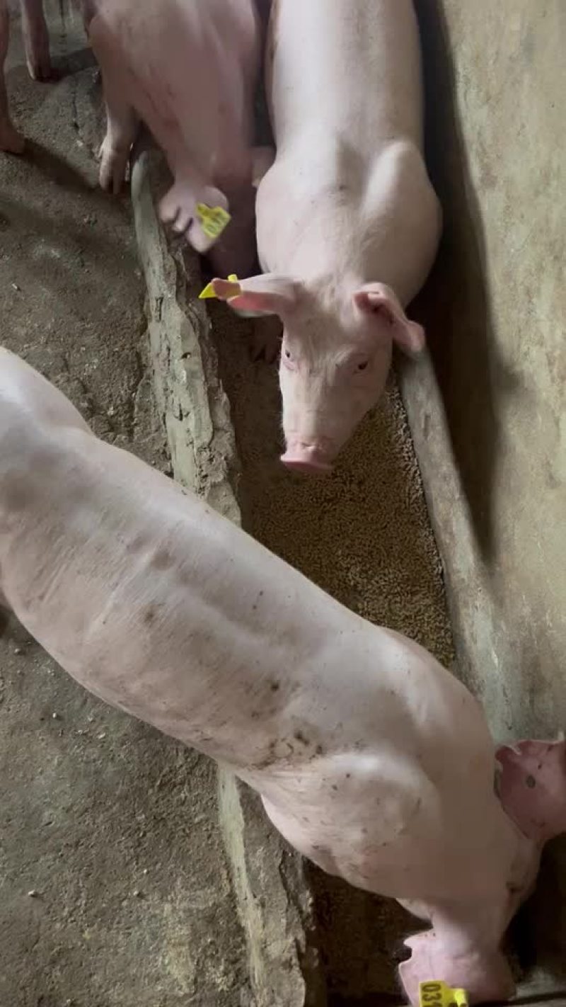 英系大白种公猪