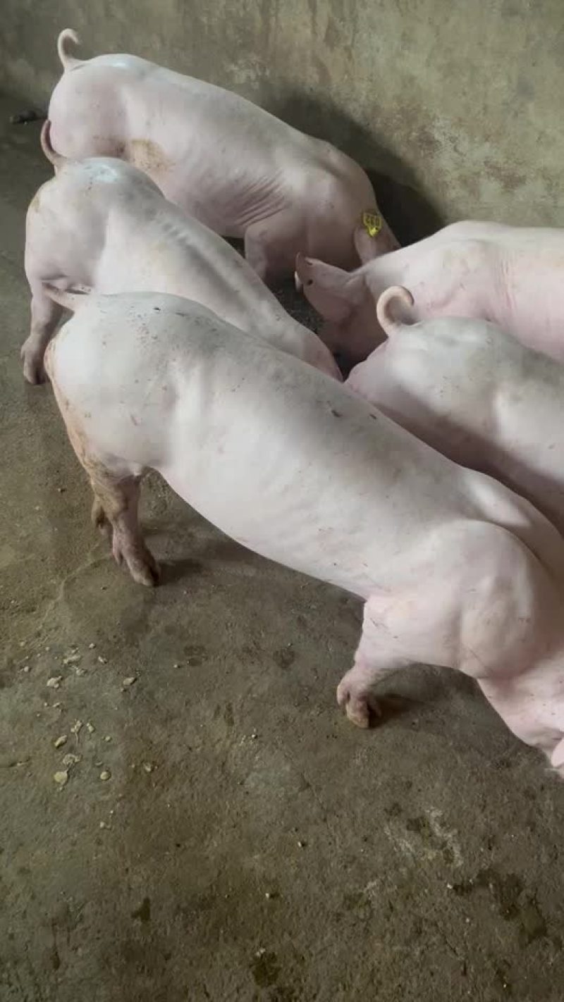 英系大白种公猪