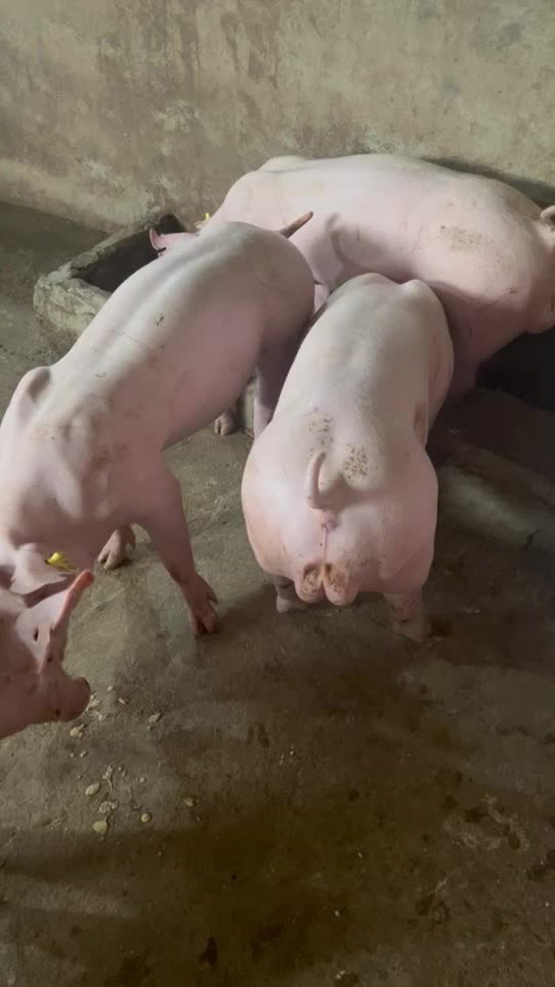 英系大白种公猪
