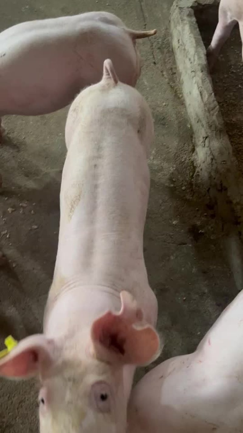 英系大白种公猪