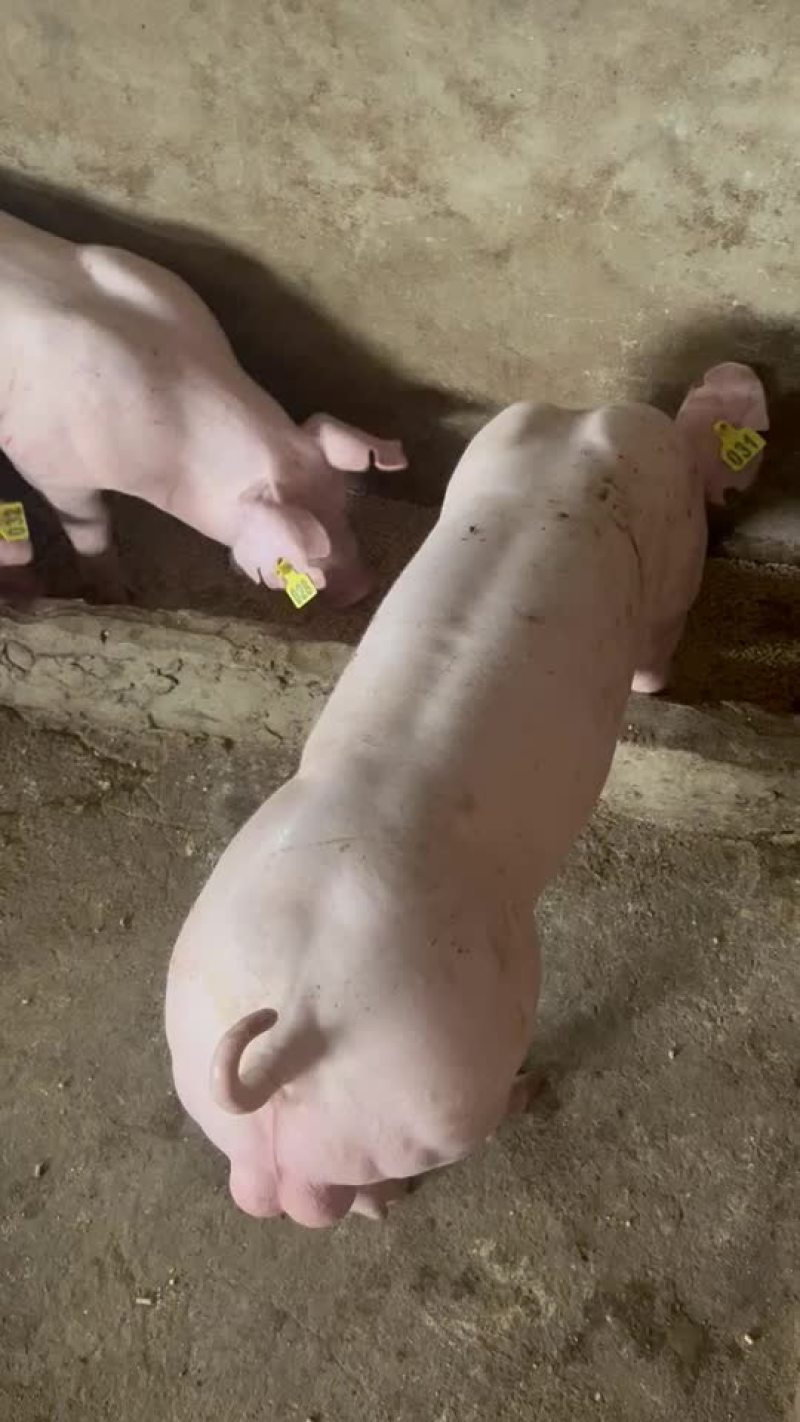 英系大白种公猪