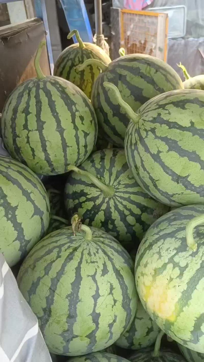 美都西瓜头茬次瓜
