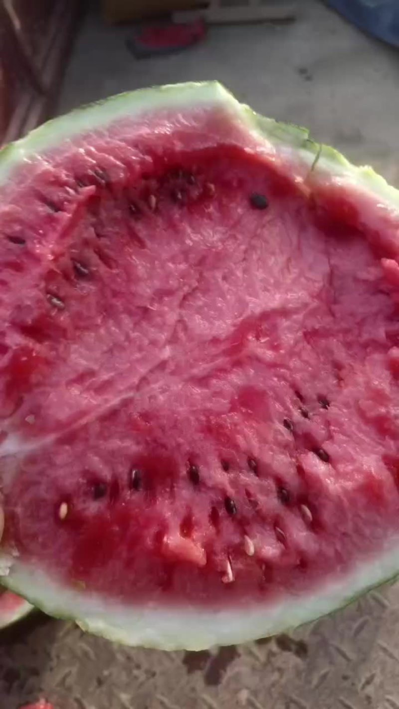 美都西瓜头茬次瓜