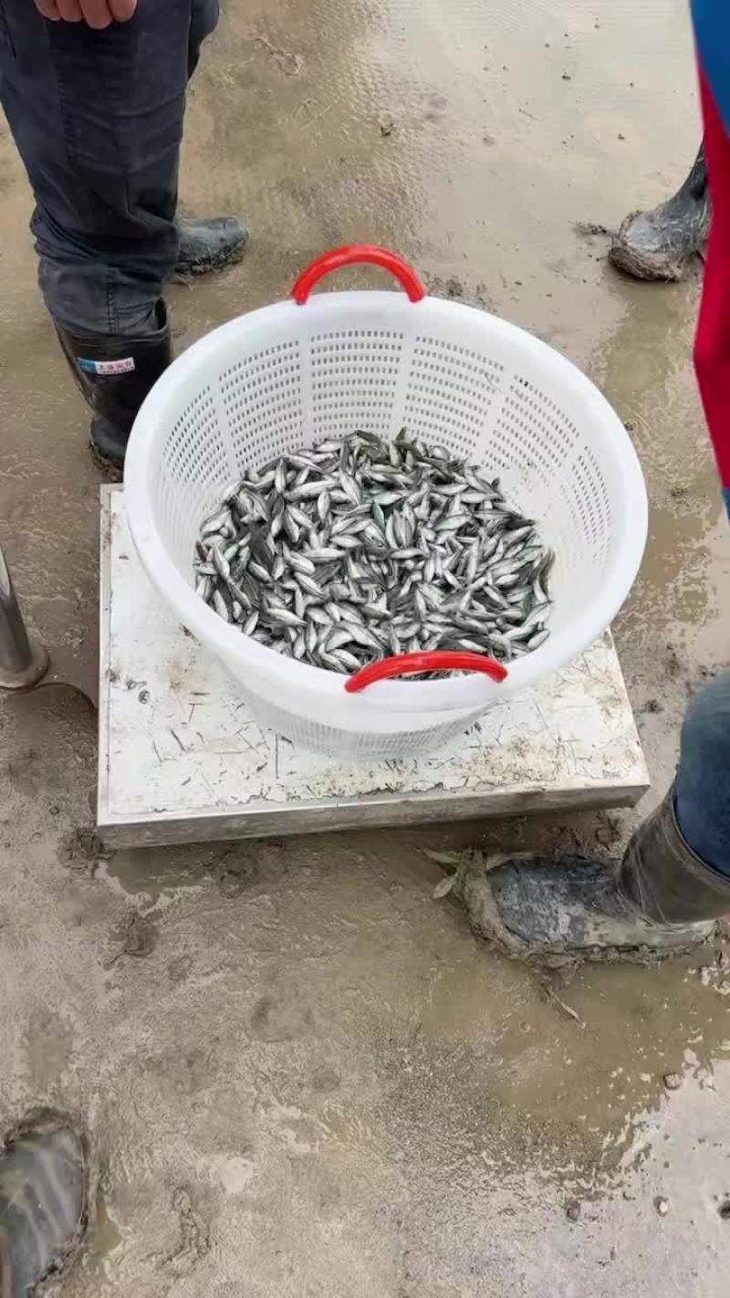 出售各类黑鱼苗、鲈鱼苗，价格白菜价。