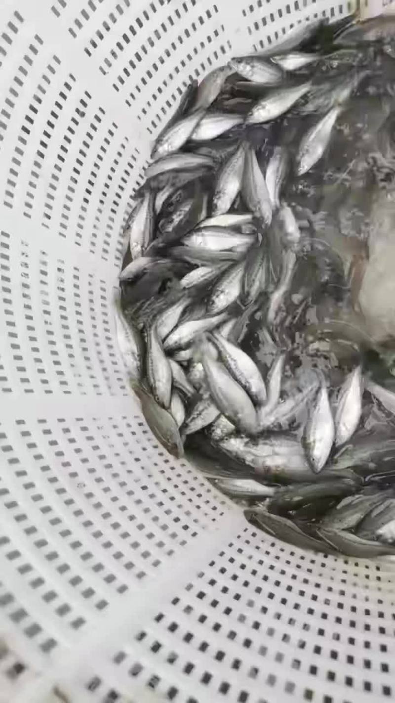 出售各类黑鱼苗、鲈鱼苗，价格白菜价。