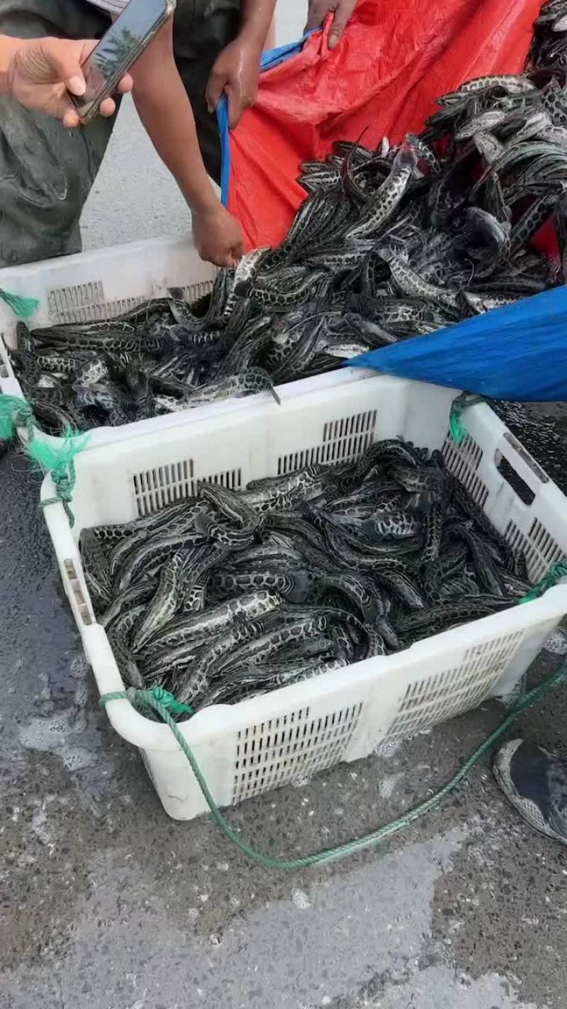 出售各类黑鱼苗、鲈鱼苗，价格白菜价。