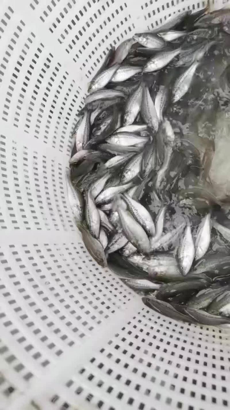 出售各类黑鱼苗、鲈鱼苗，价格白菜价。