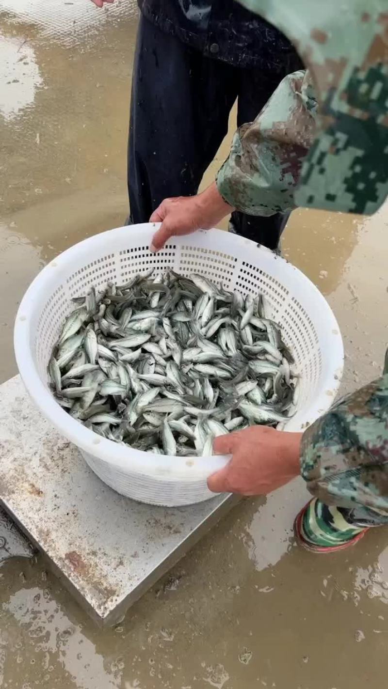 出售各类黑鱼苗、鲈鱼苗，价格白菜价。