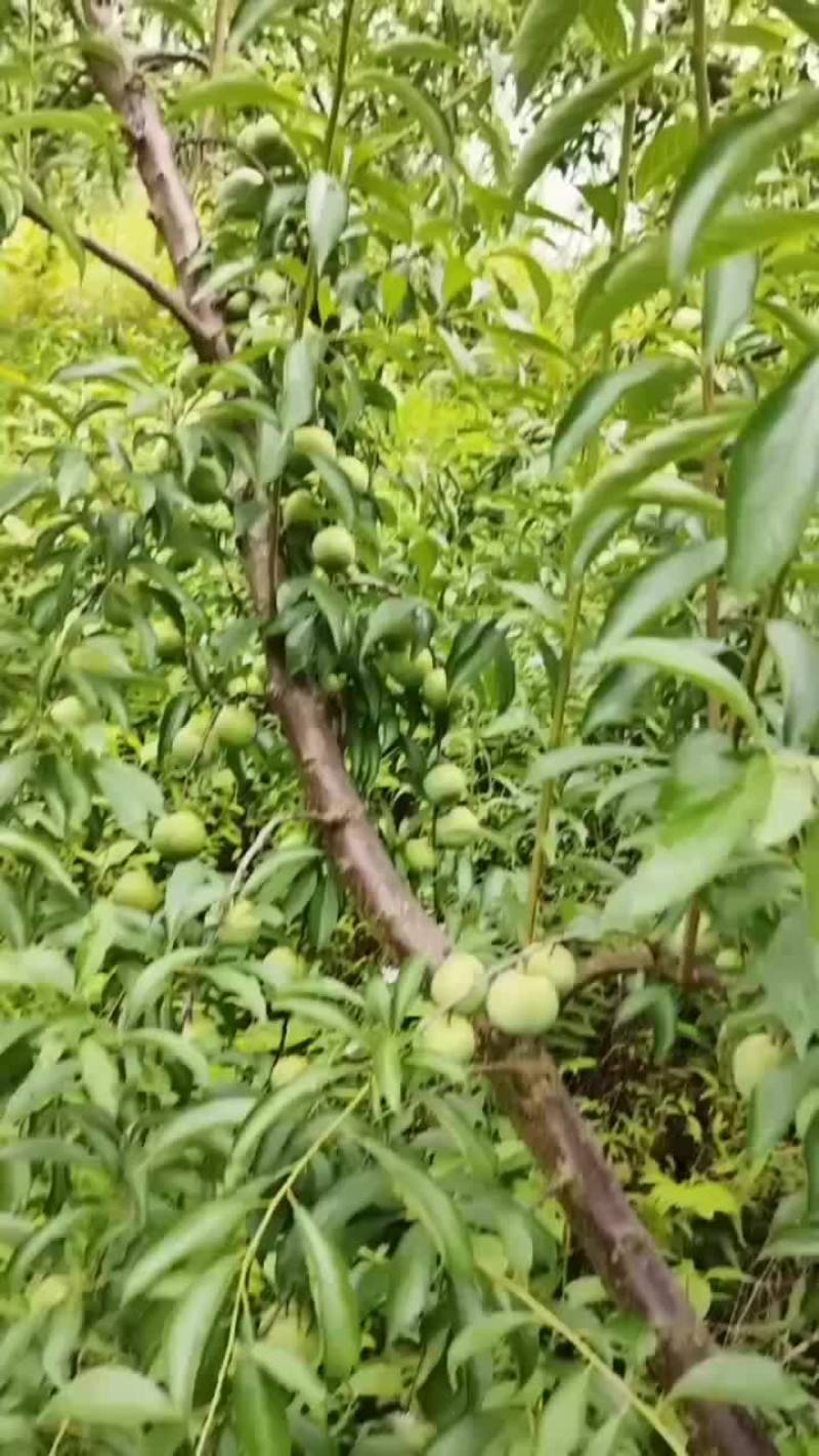 半边红