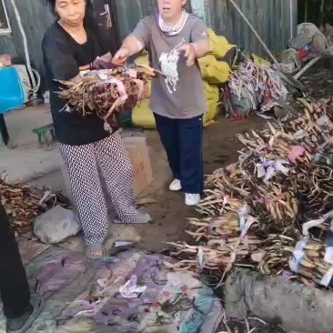 精品荷花苗