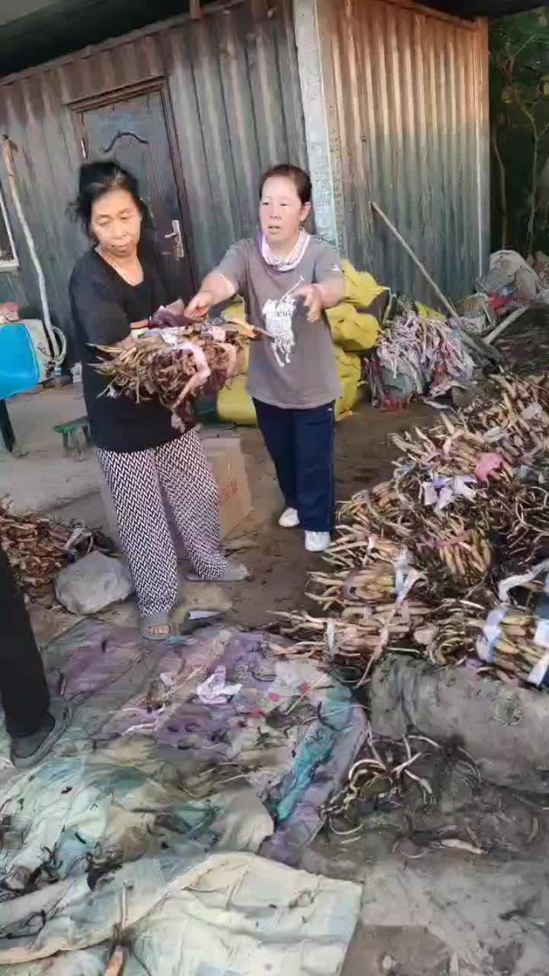 精品荷花苗