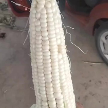 精品玉米大量有货