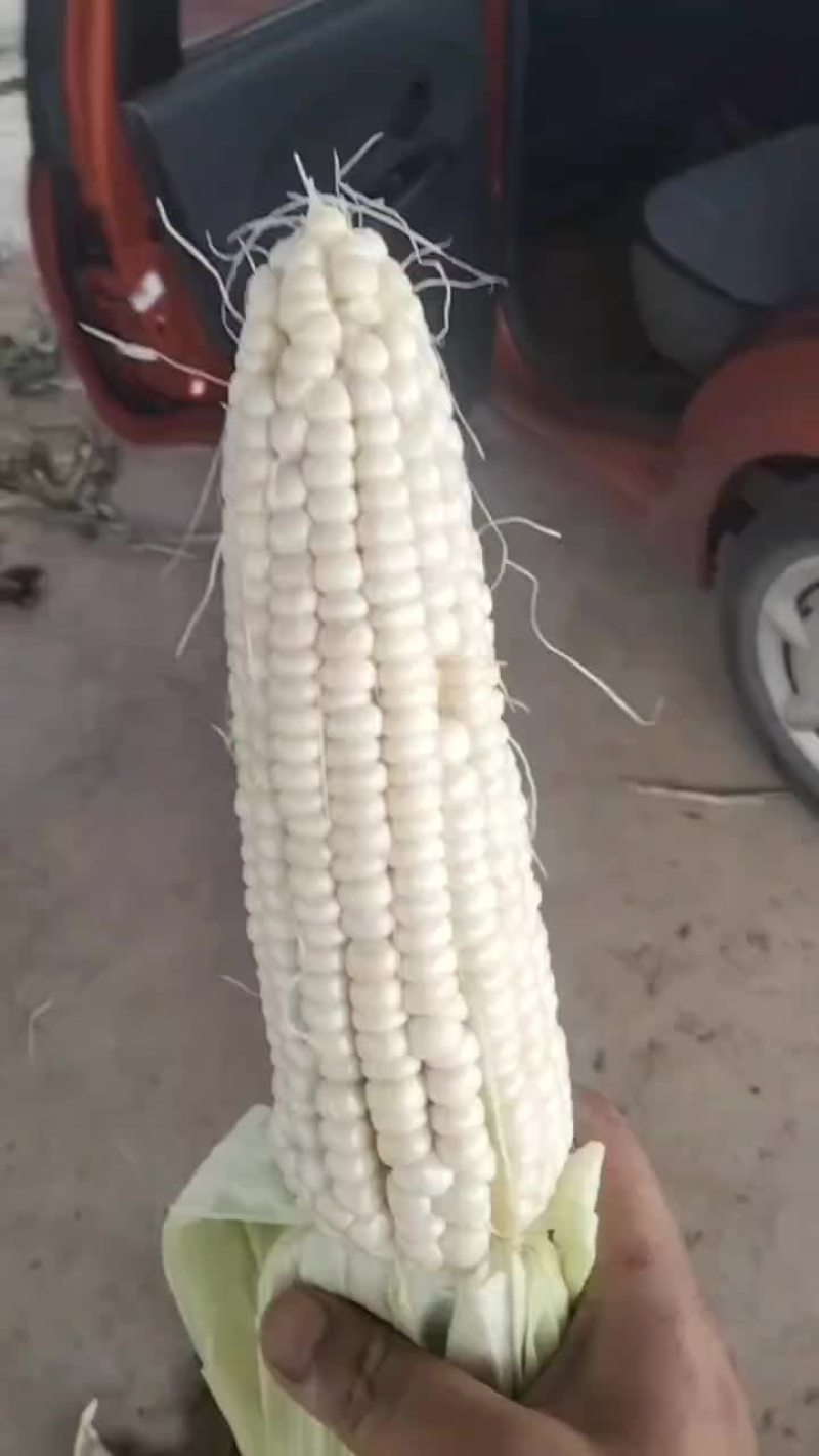 精品玉米大量有货