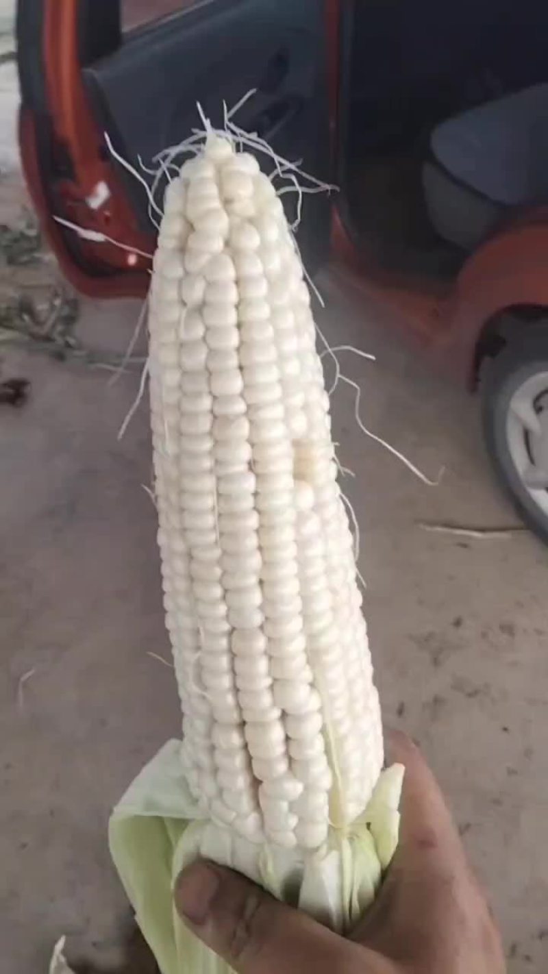 精品玉米大量有货