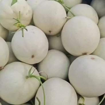 玉菇甜瓜