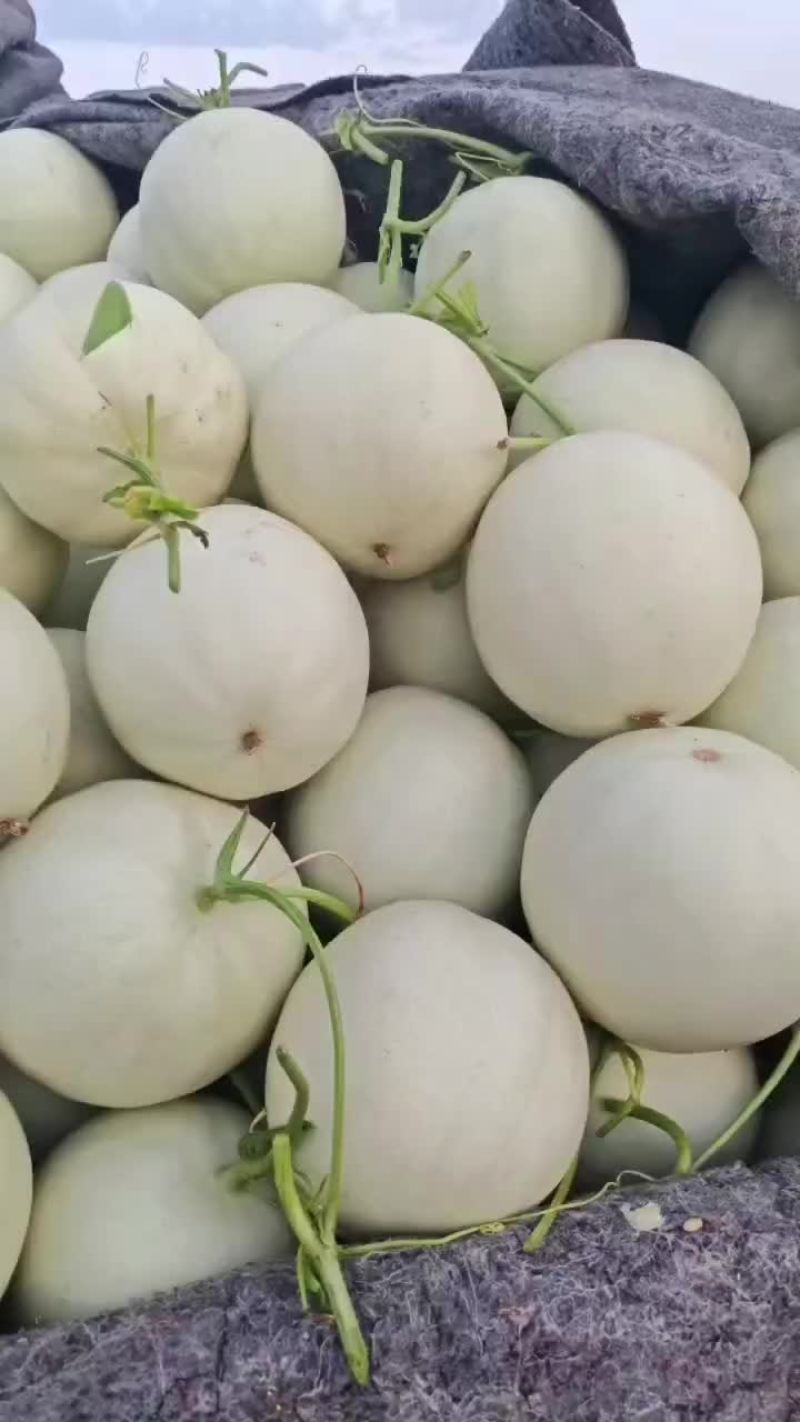 玉菇甜瓜