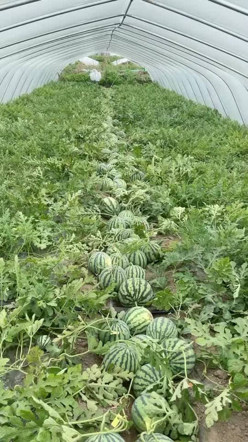 杭州湾咸地西瓜