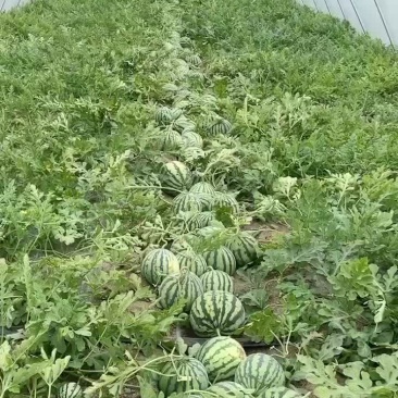慈溪正大西瓜