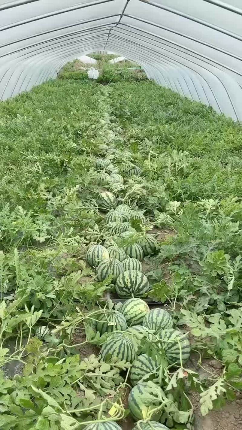 慈溪正大西瓜
