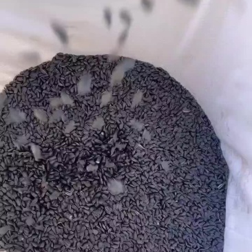 油葵