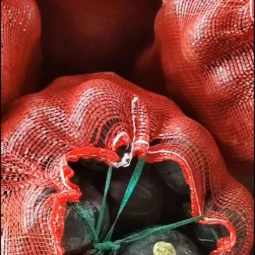 贝贝