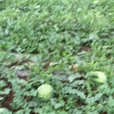 露天美都