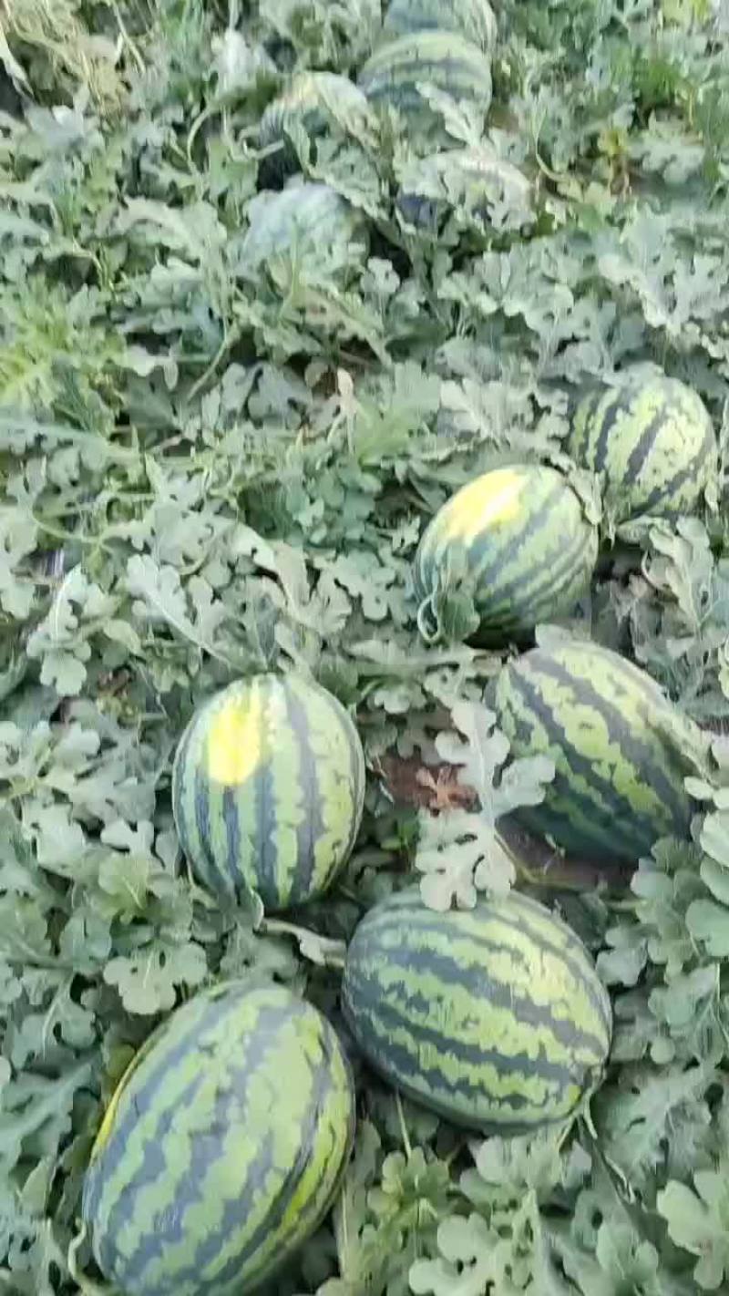 辽宁新民西瓜上市中有收购老板与我联系