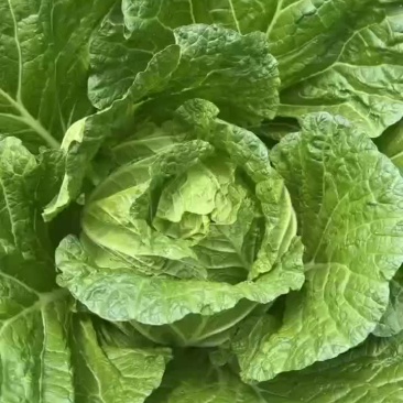 湖北恩施利川高山蔬菜