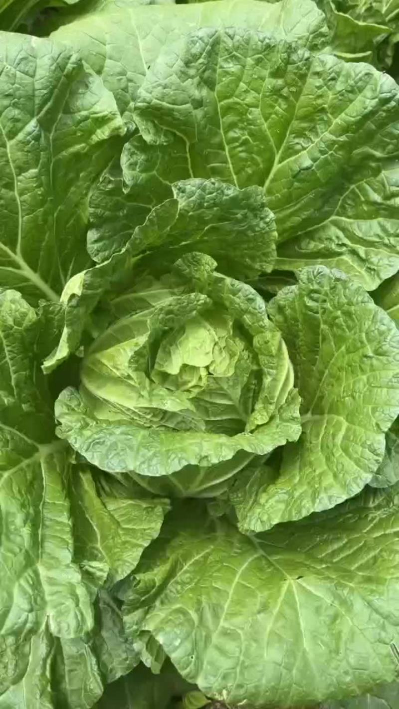 湖北恩施利川高山蔬菜