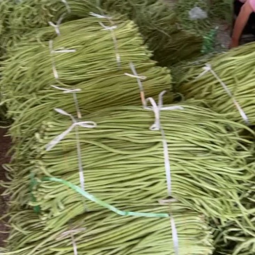 精品缸豆大量上市