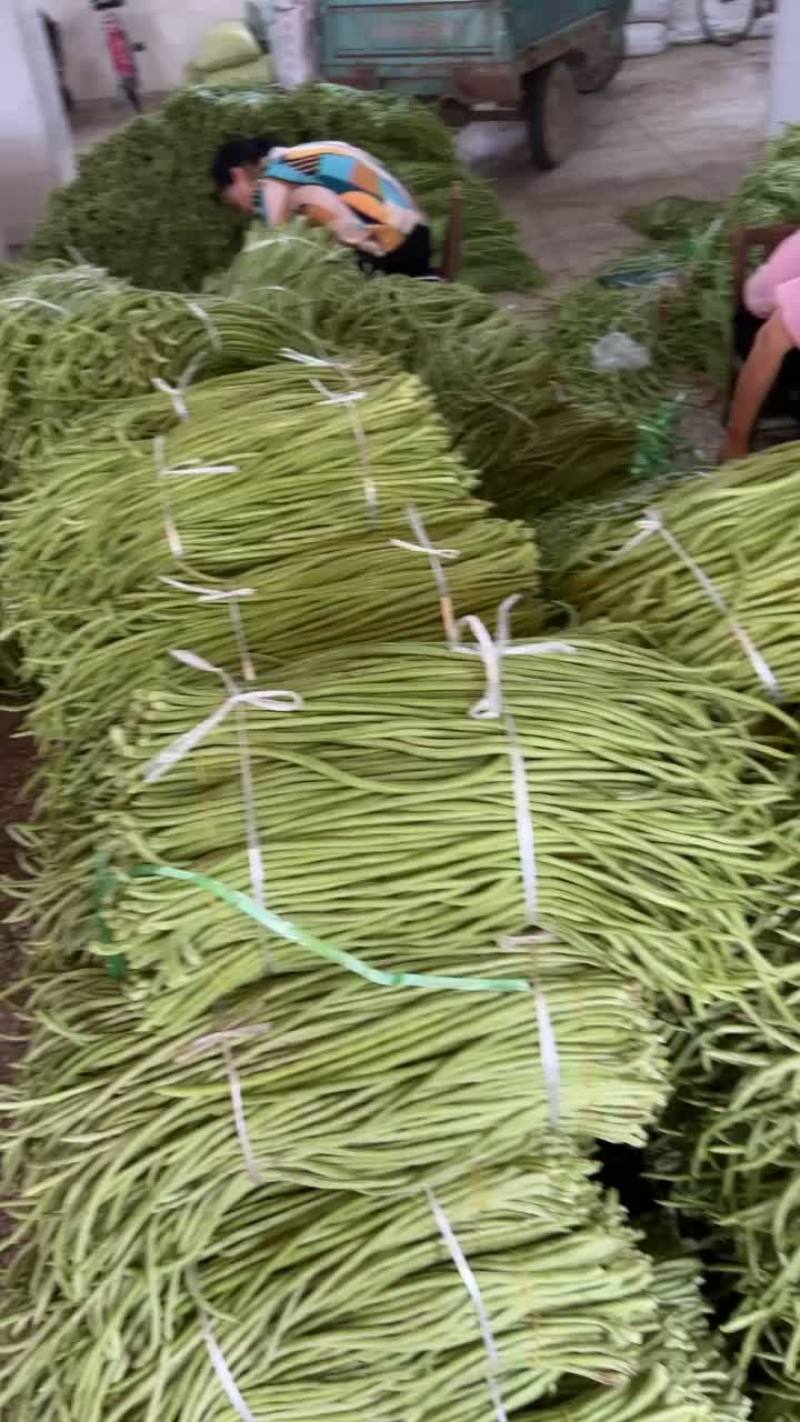 精品缸豆大量上市