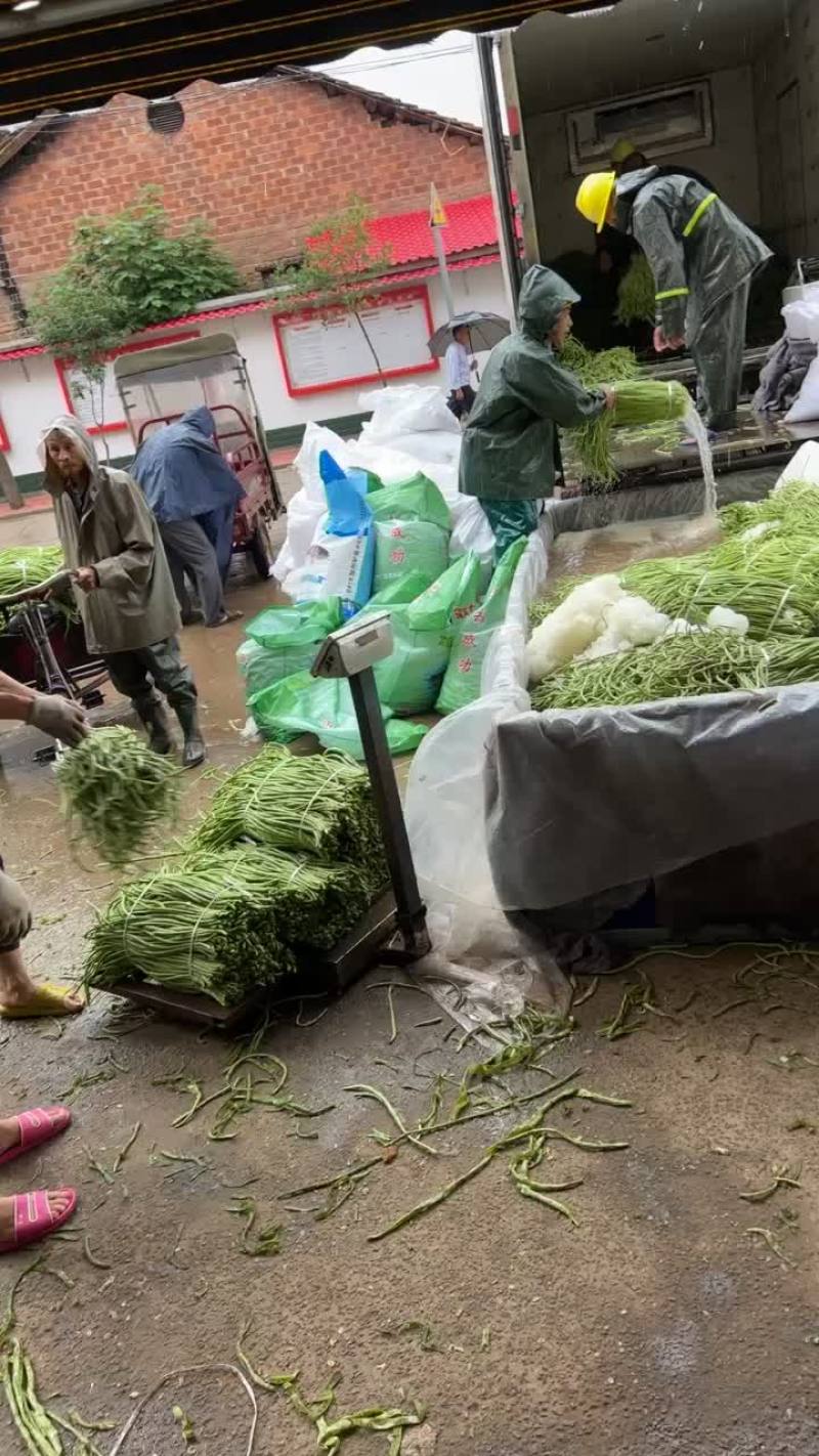 精品缸豆大量上市