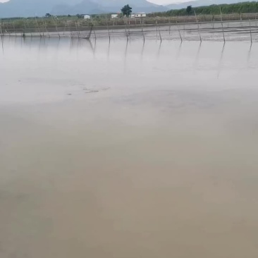 正宗三门青蟹