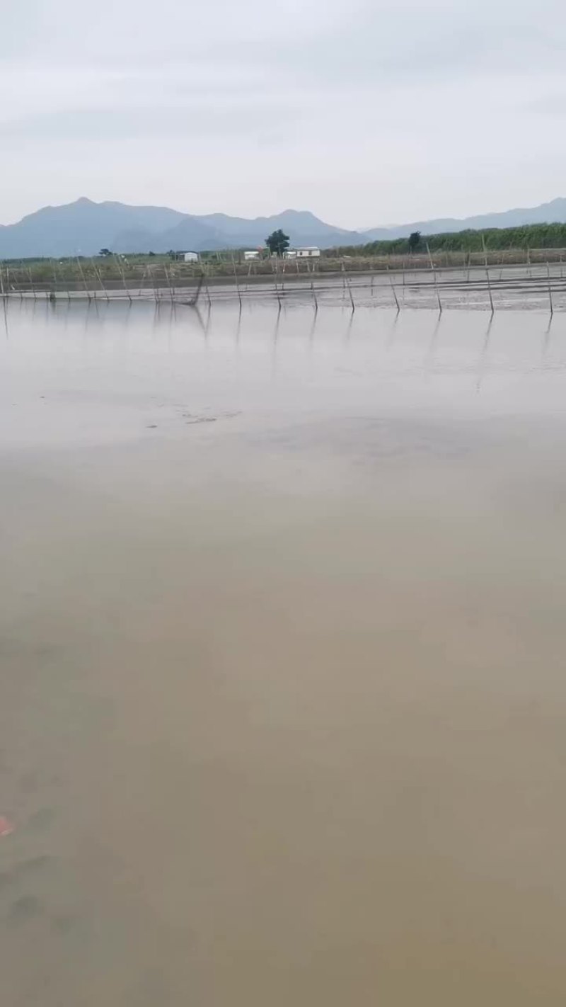 正宗三门青蟹