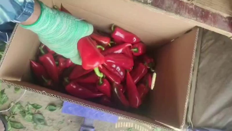 精品红椒常年供应