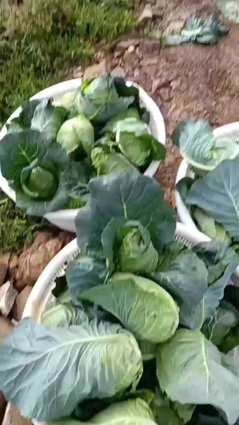 牛心菜