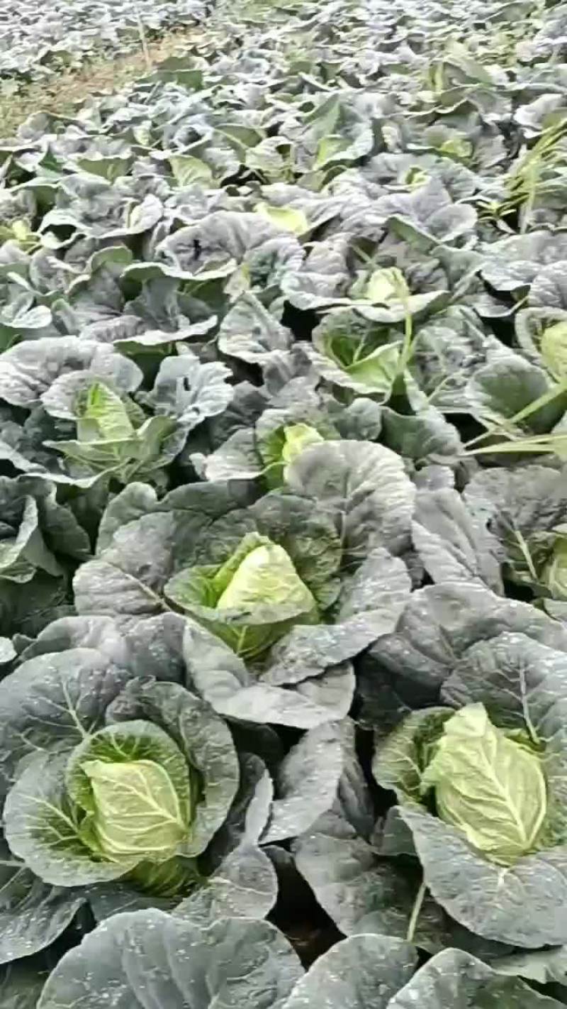 牛心菜