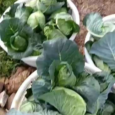 牛心菜
