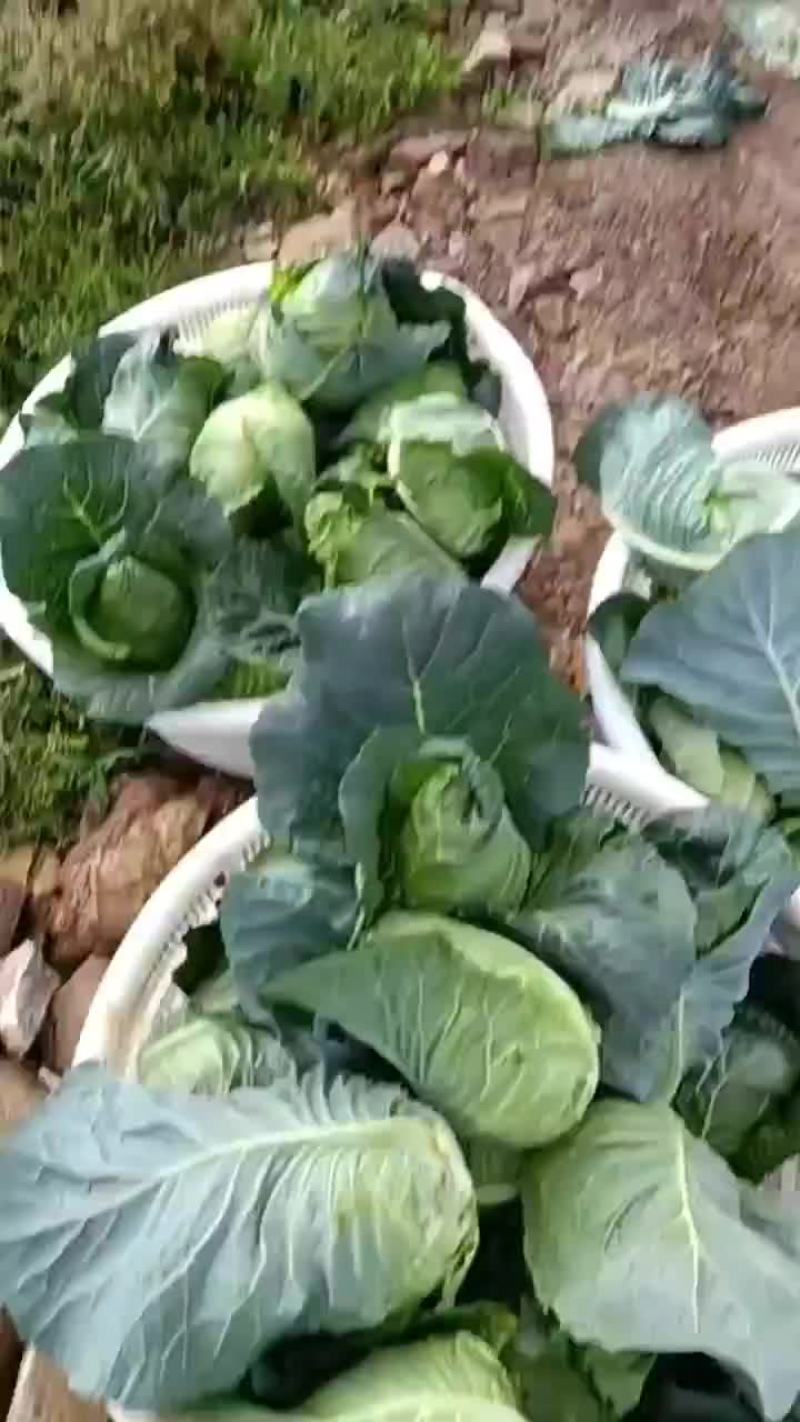牛心菜