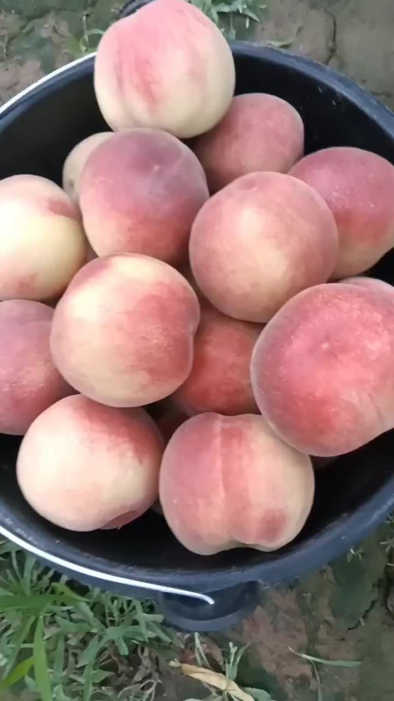 突围毛桃