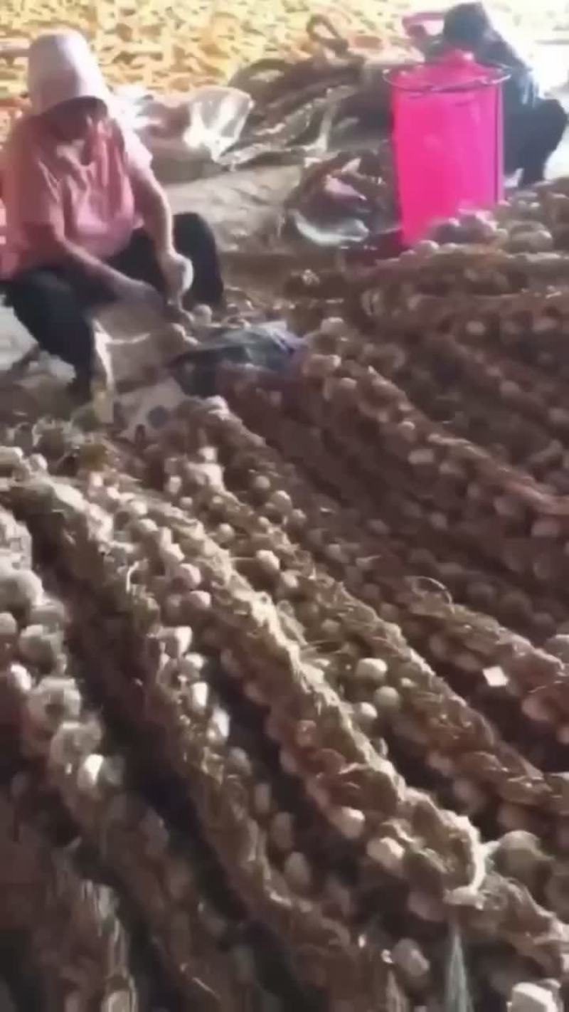 蒜种继续发车🀄️，需要蒜种的联系了