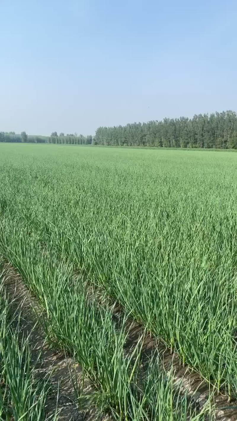 精品一点红蒜苗
