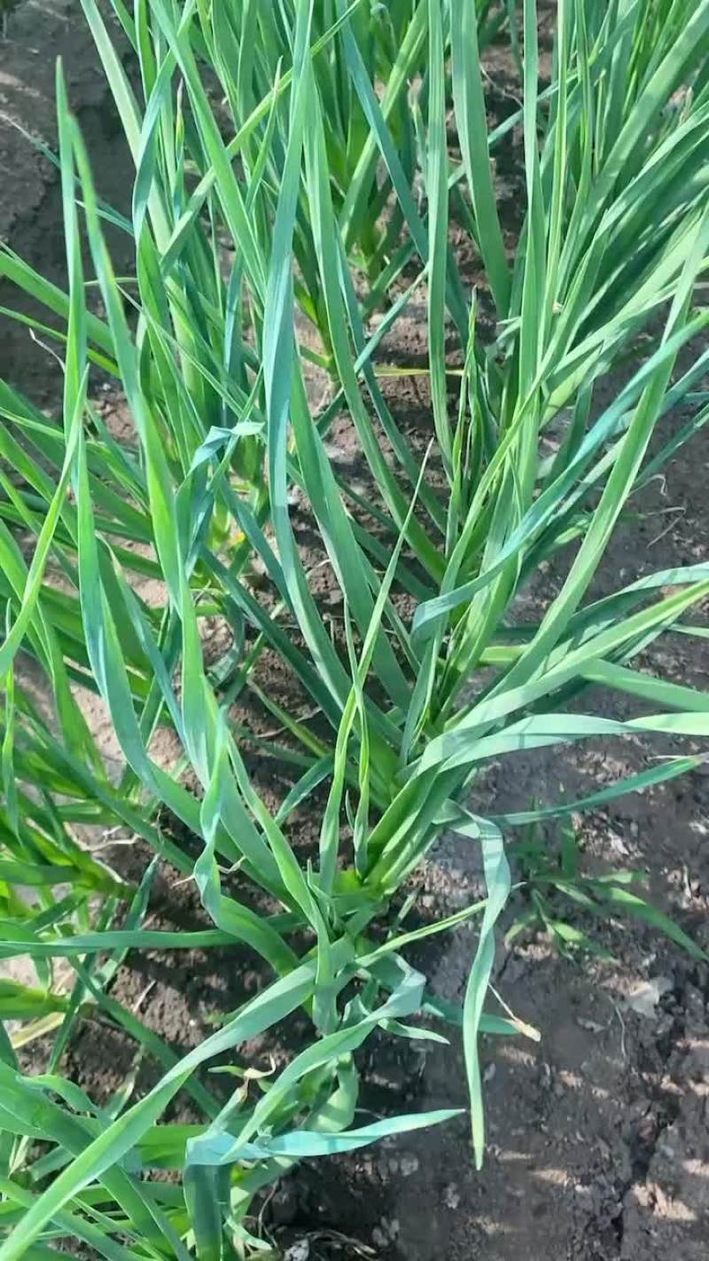 精品一点红蒜苗