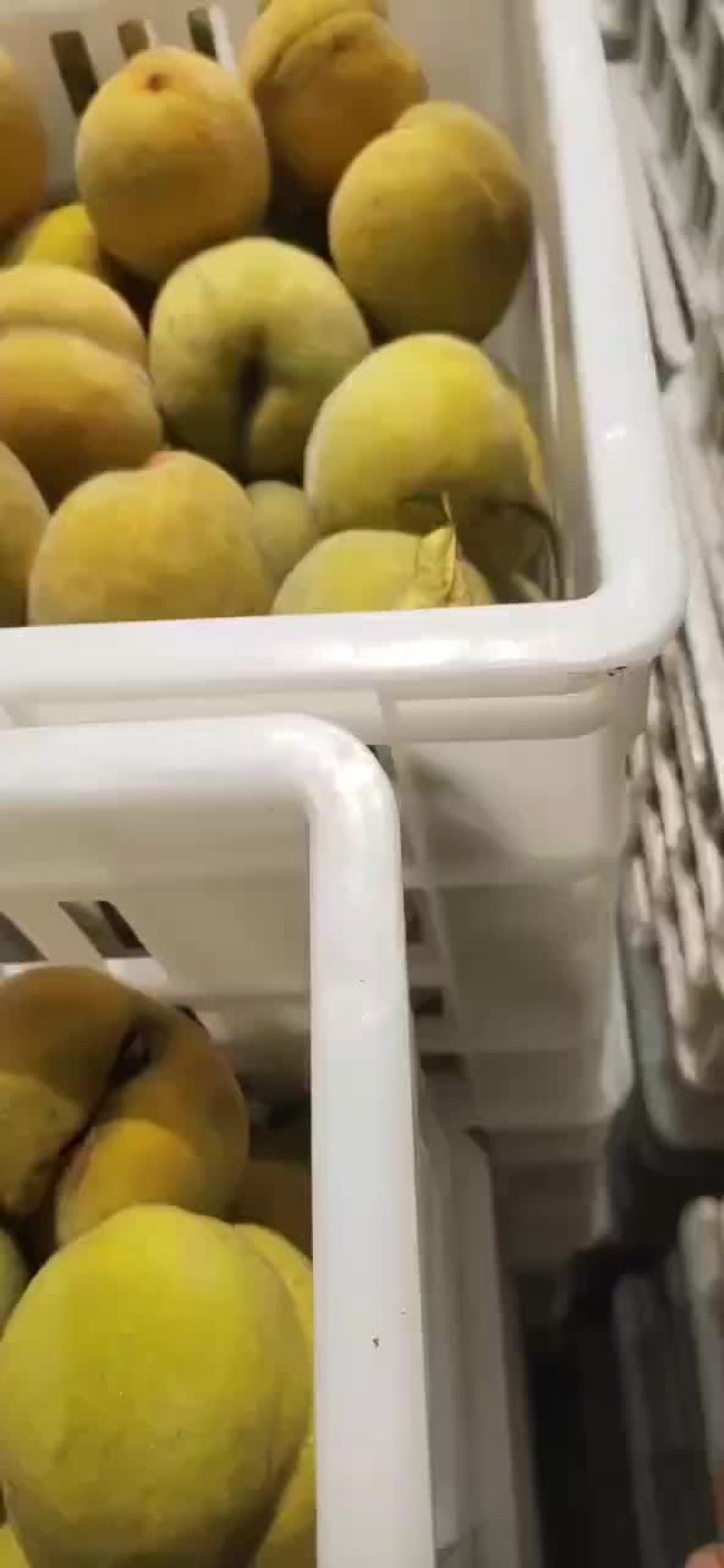 砀山八三罐头黄桃六月二十五六号大量上市，