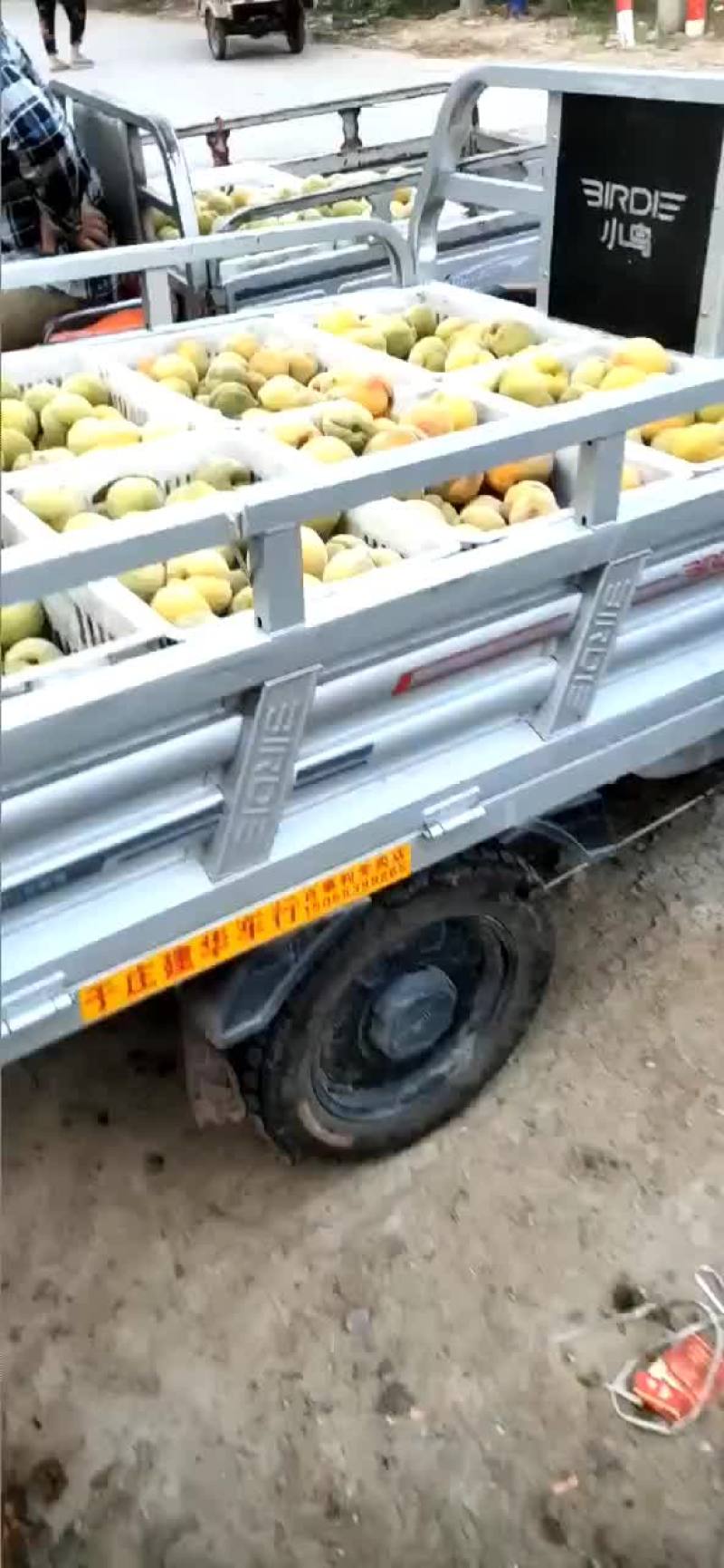 砀山八三罐头黄桃六月二十五六号大量上市，