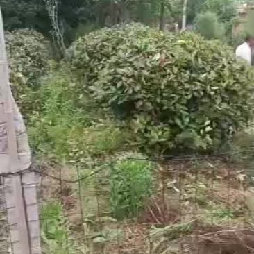 石楠球