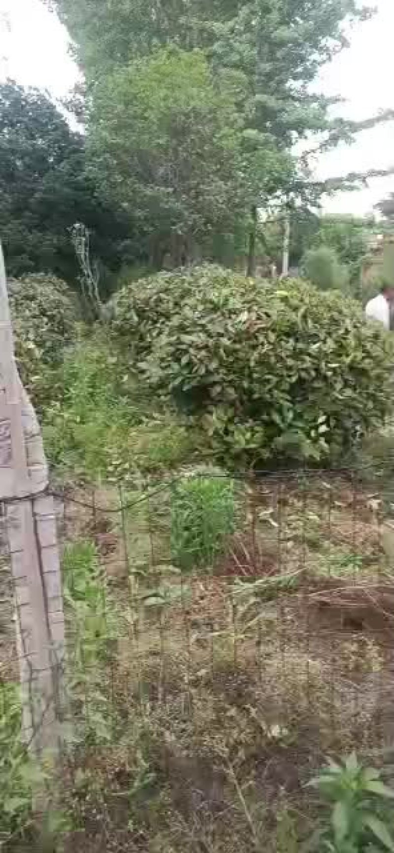 石楠球
