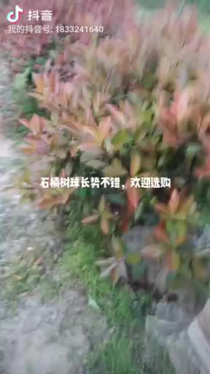 石楠球